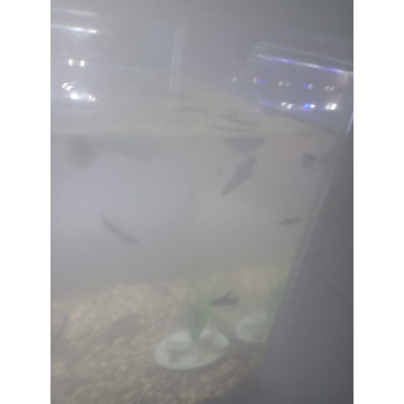 ikan cupang lubukan bo L