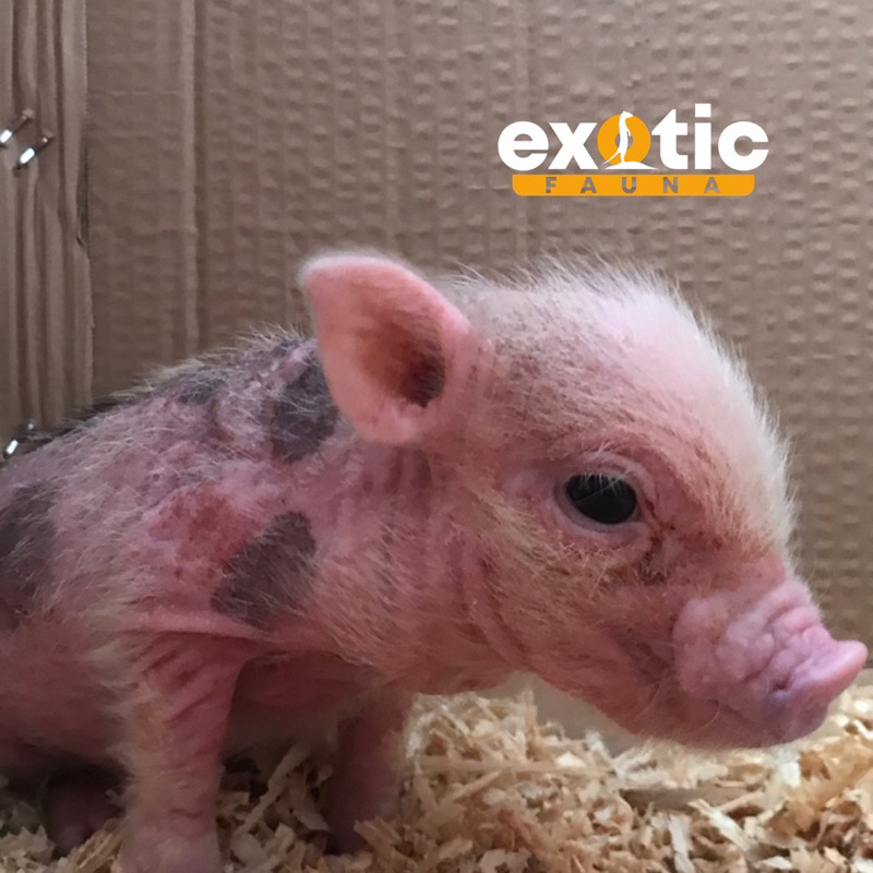 mainan micro pig / mini pig