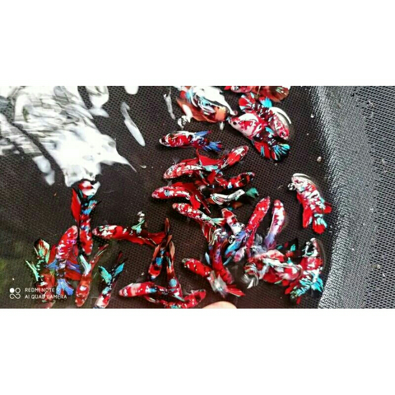 CUPANG HIAS MULTICOLOUR FULLBLOCK