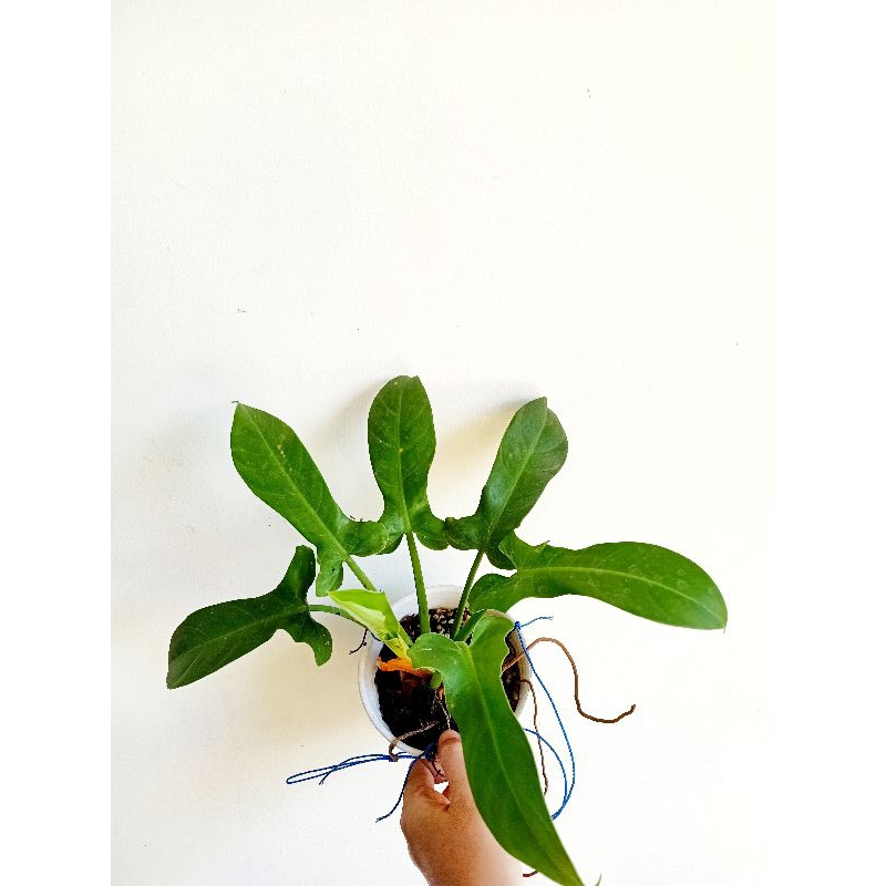 philodendron ecuadorian canoe philodendron equador philodendron equadorian canoe