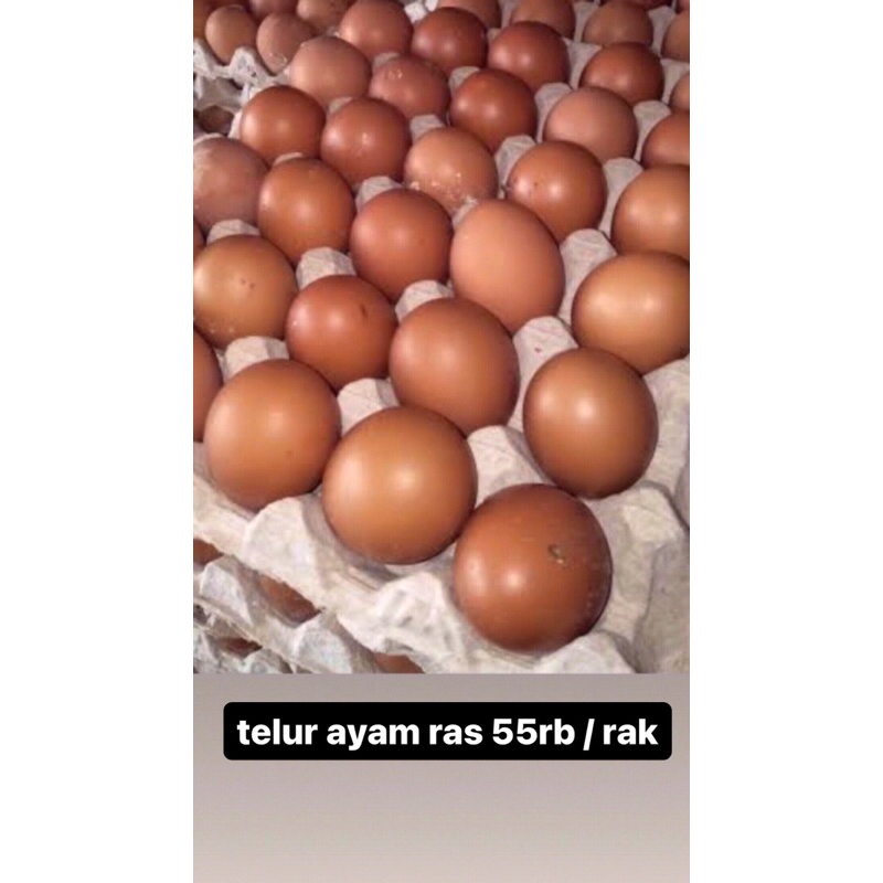 

telur ayam ras