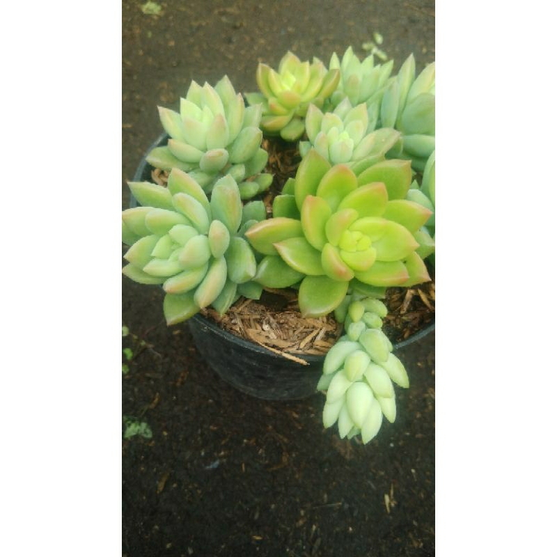 bunga air mancur jenis mawar