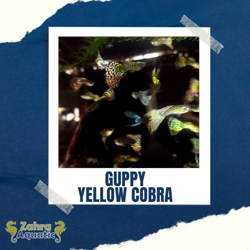 Guppy Yellow Cobra