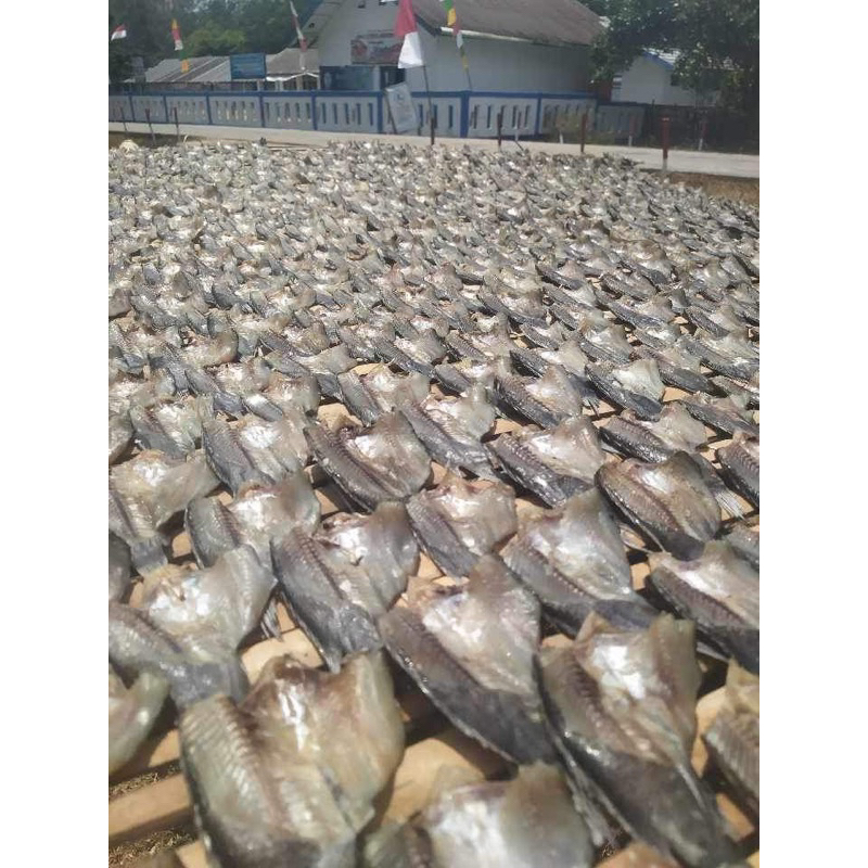 IKAN ASIN BETOK / PAPUYU