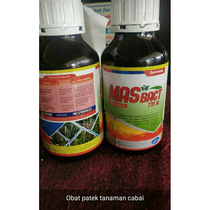 MASBACT obat patek pada tanaman cabai