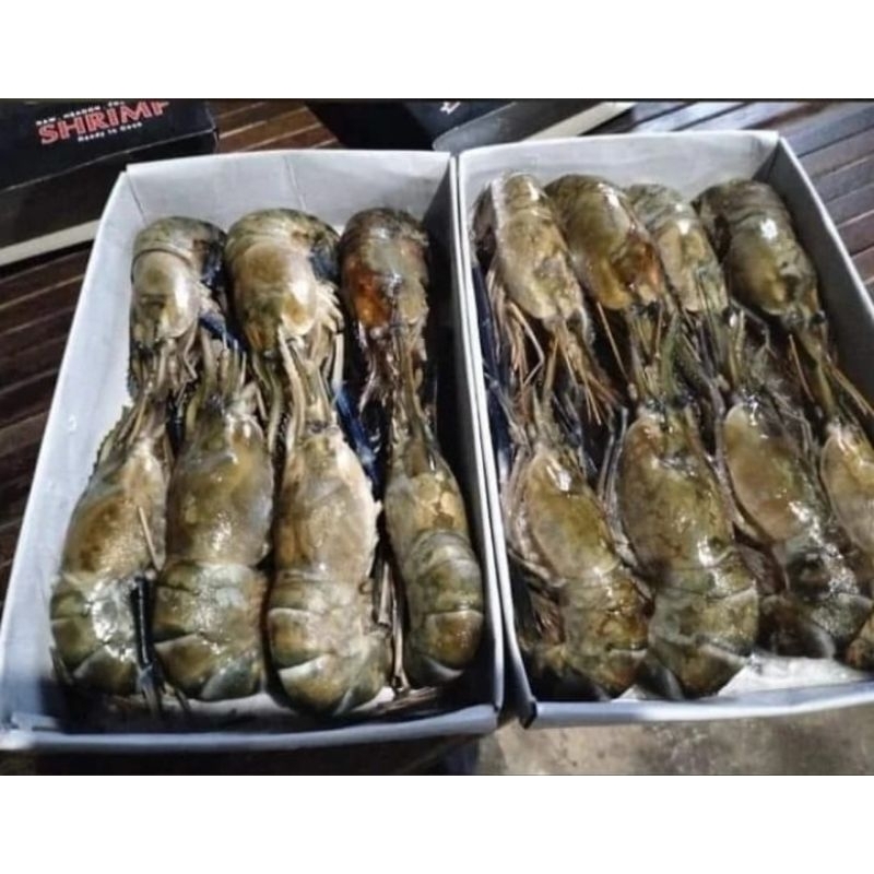 

udang galah