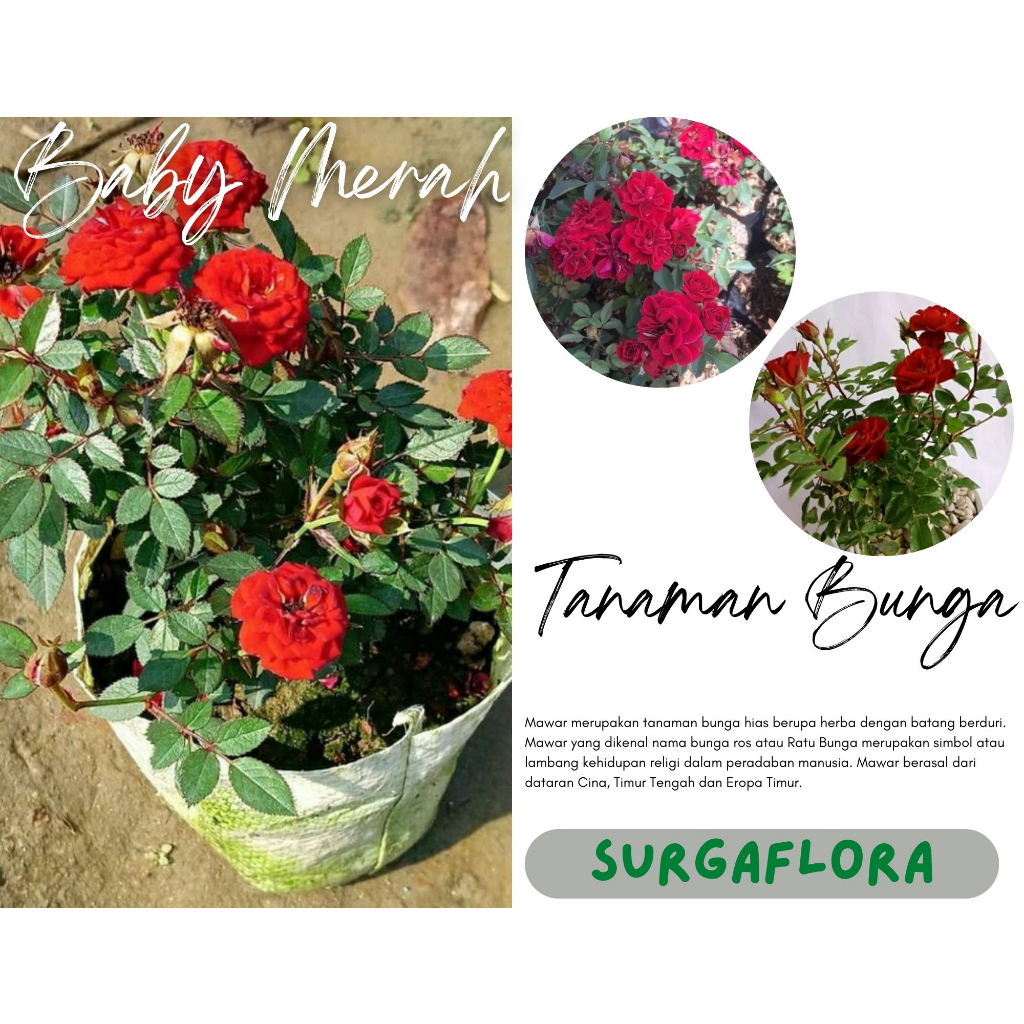Tanaman hias hidup Mawar babyrose merah - bibit tanaman hidup baby rose