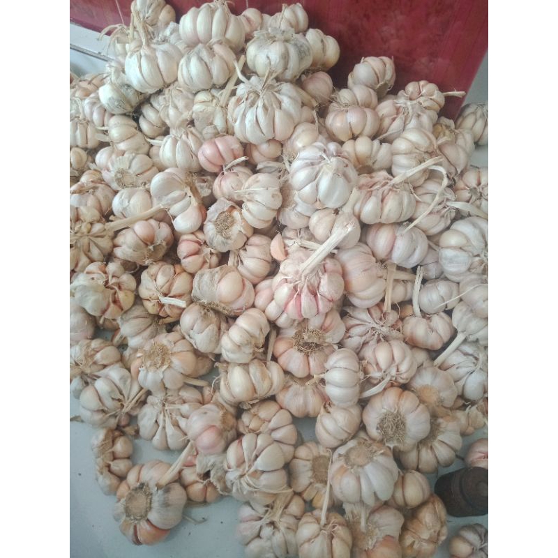 

bawang putih