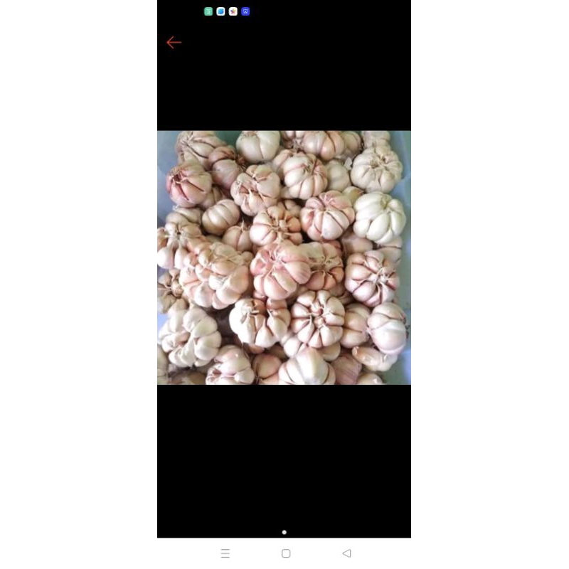 

BAWANG PUTIH SINCO 1/2KG