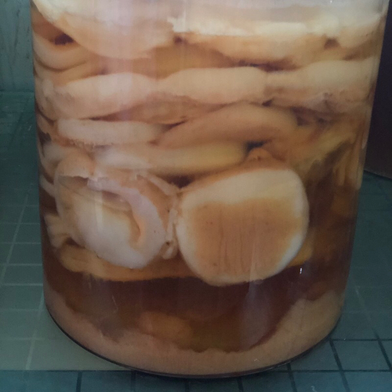 

scoby kambucha