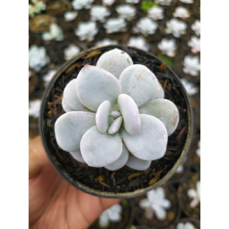 sukulen Echeveria laui import KAKTUS SUKULEN TANAMAN HIAS