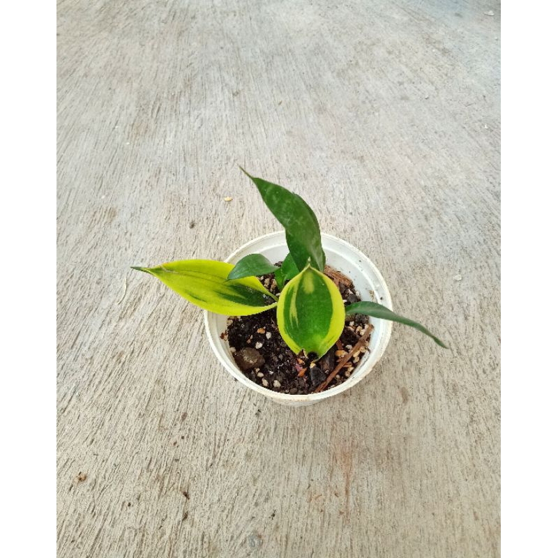 sansevieria golden flame