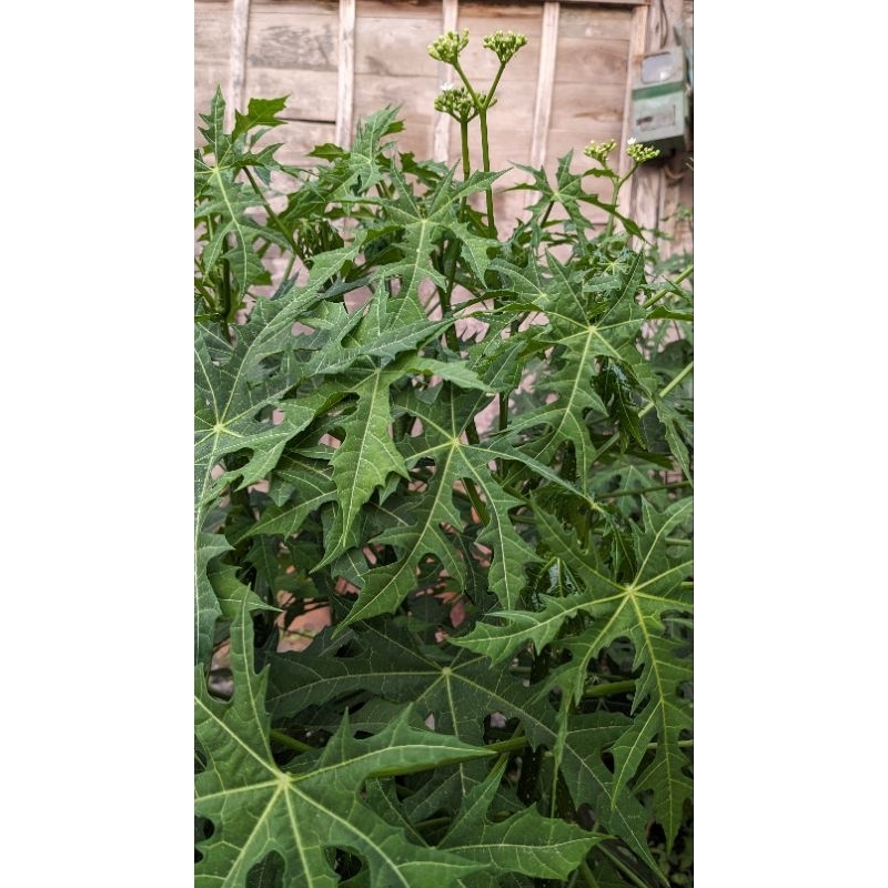 

DAUN LALAPAN PEPAYA JEPANG