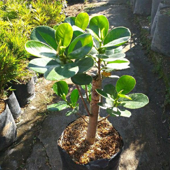 Tanaman Hias Beringin Dolar Tinggi 30-40cm