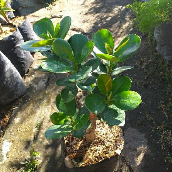 Tanaman Hias Beringin Dolar Daun Bulat Tinggi 3040cm