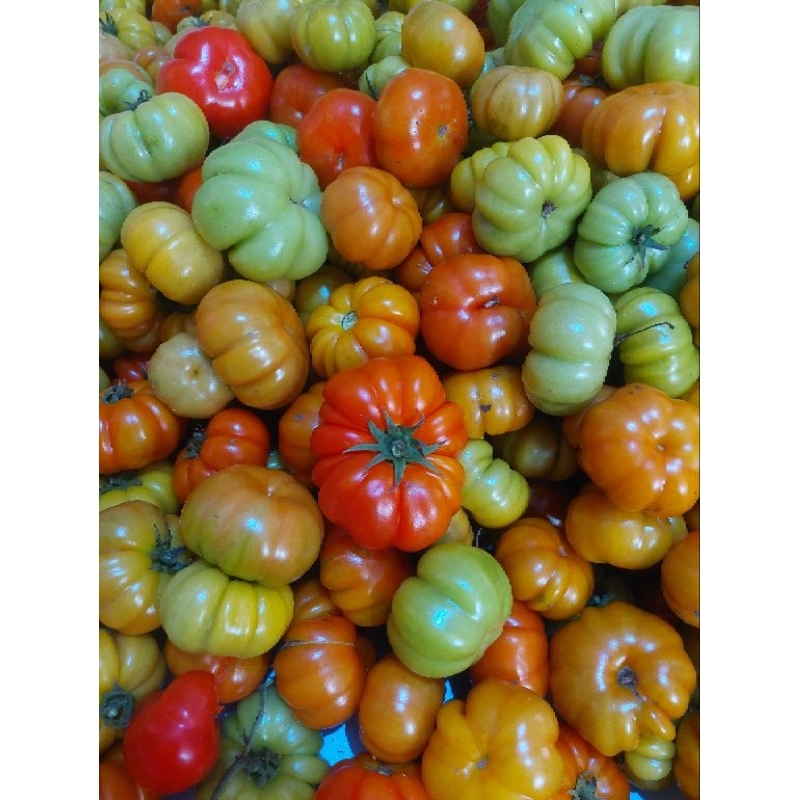 

TOMAT RANTI KHAS BANYUWANGI UNTUK SAMBAL TEMPONG