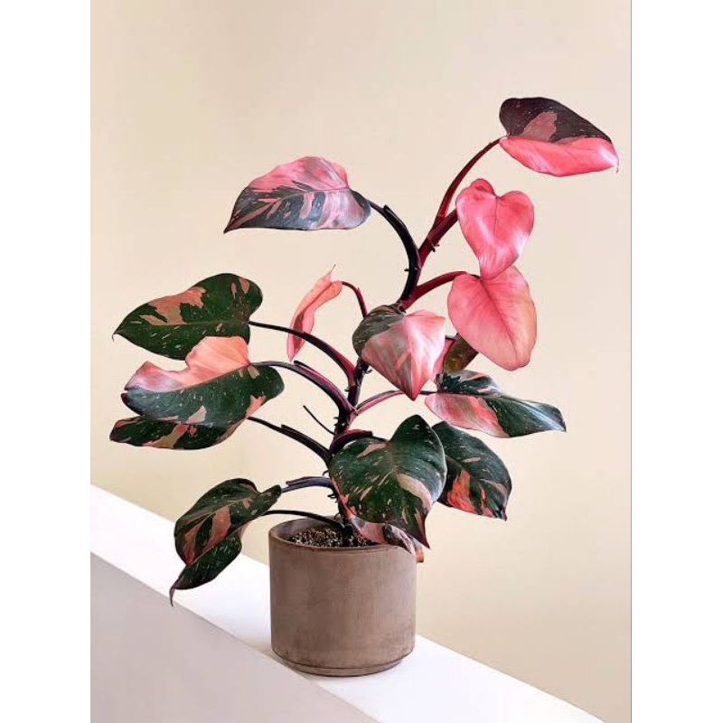 philodendron pink princes