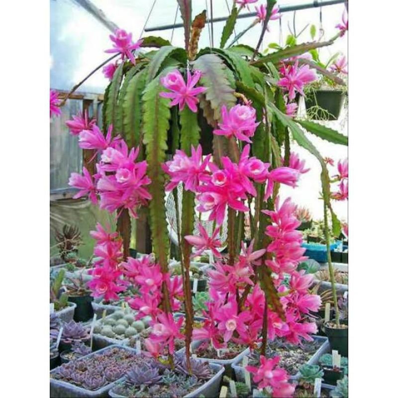 wijaya kusuma California ekonomis