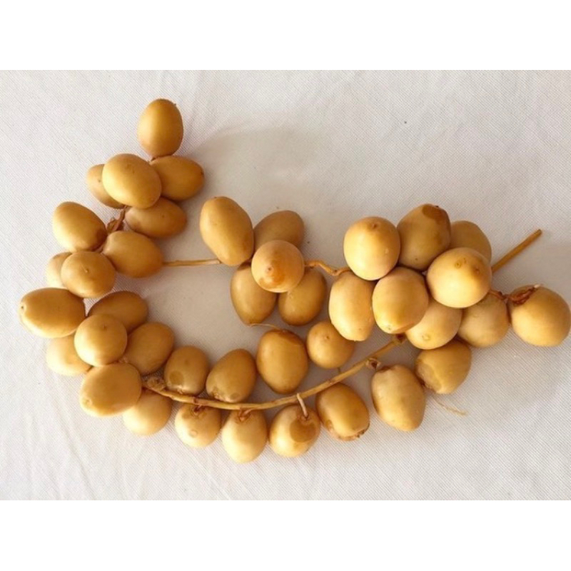 

Kurma Muda Kuning Mesir / kurma muda / jastip mesir