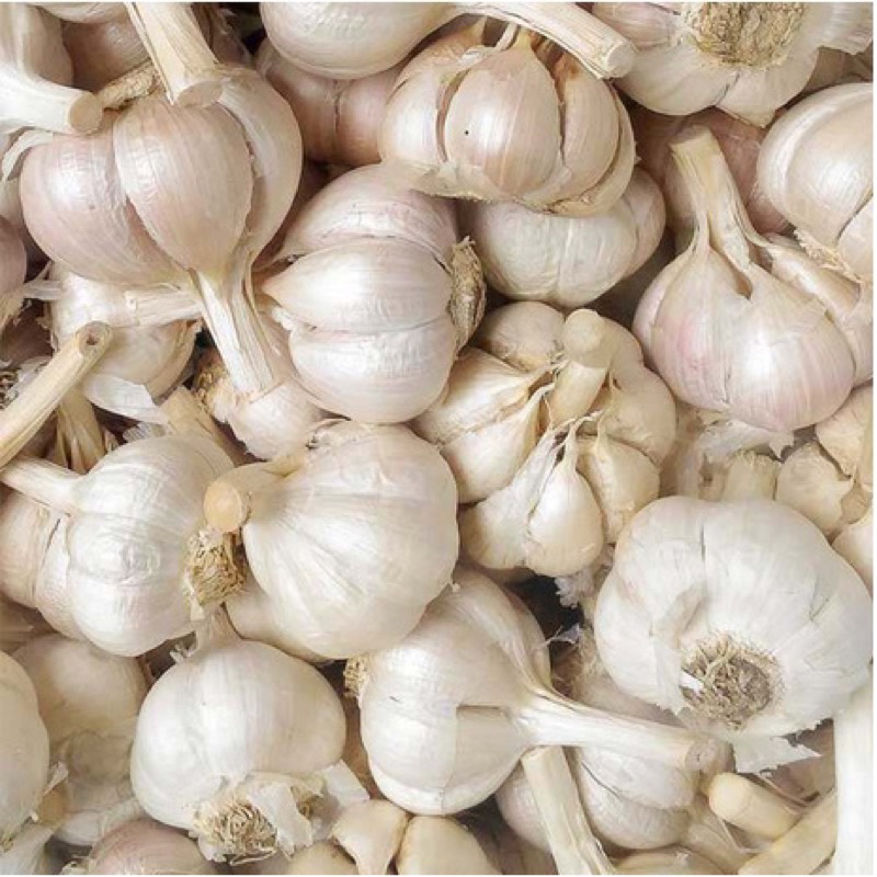 

BAWANG PUTIH !! montok seger
