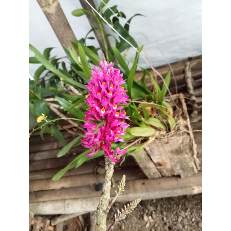 anggrek sikat/ scundum/anggrek murah