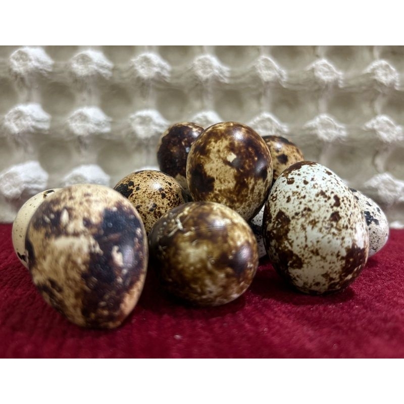 

telur puyuh isi 25