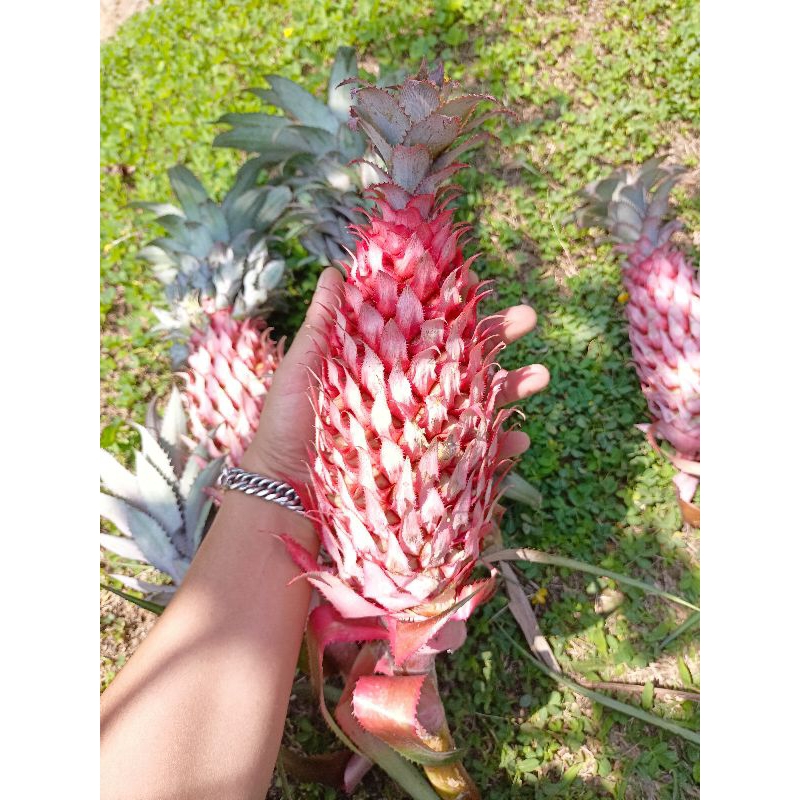 Nanas merah nanas hutan muda 500gram