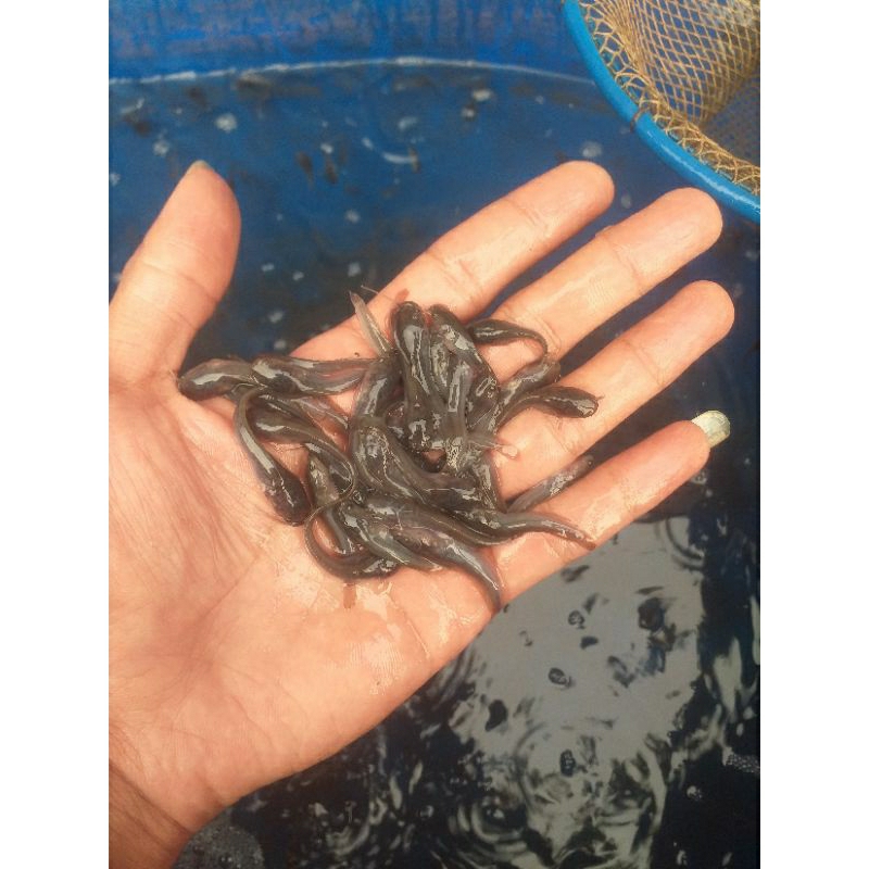 Bibit ikan lele sangkuriang•mutiara | ukuran 4-5cm |pembesaran & pakan predator|