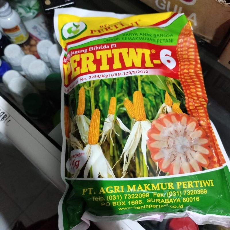 benih jagung Pertiwi 6