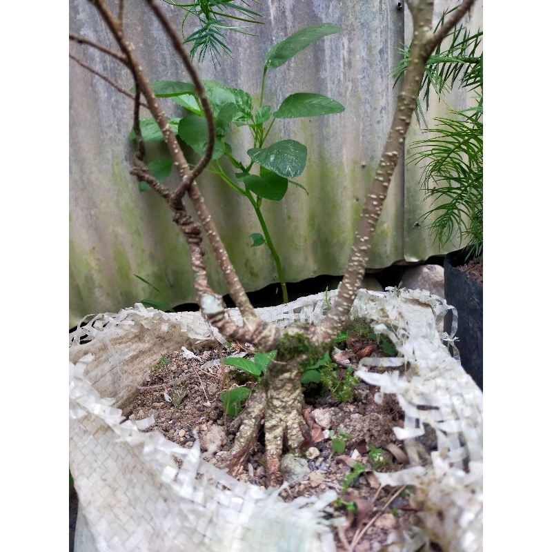 Bibit Bonsai Kimeng Pecah Batang/ Pohon Beringin Kimeng Pecah Batang