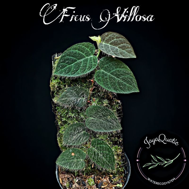 FICUS VILLOSA - TANAMAN HIAS RAMBAT PALUDARIUM TERRARIUM JUNGLEPLANT INDOORPLANT CLIMBINGPLANT