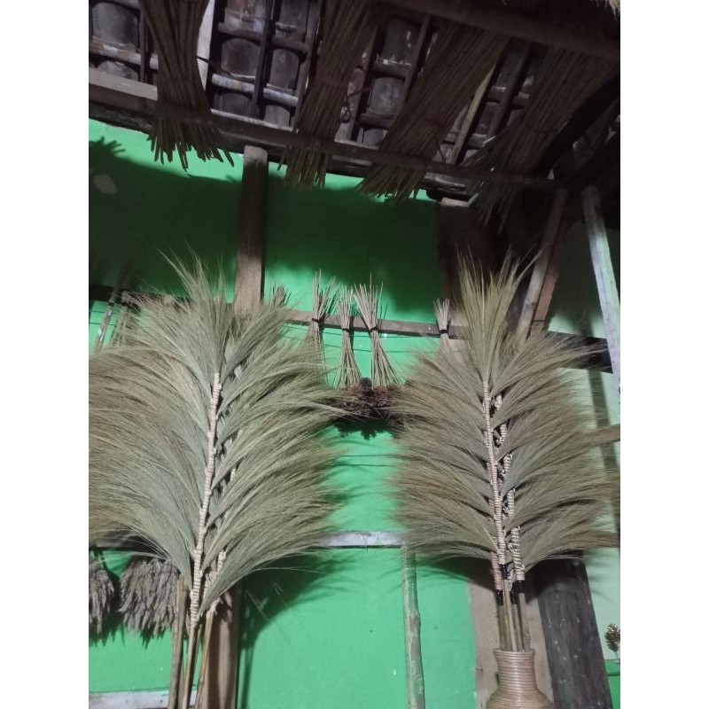 PAMPAS RAYUNG NATURAL DEKORASI RUSTIC