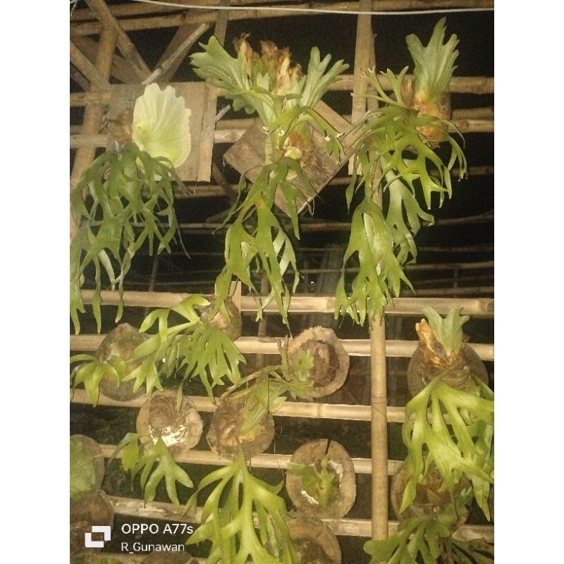 platycerium coronarium