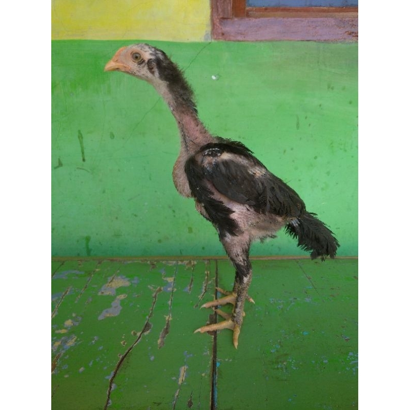 ayam Bangkok x mangon