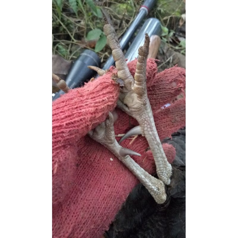 

Ceker Ayam Hutan Kering