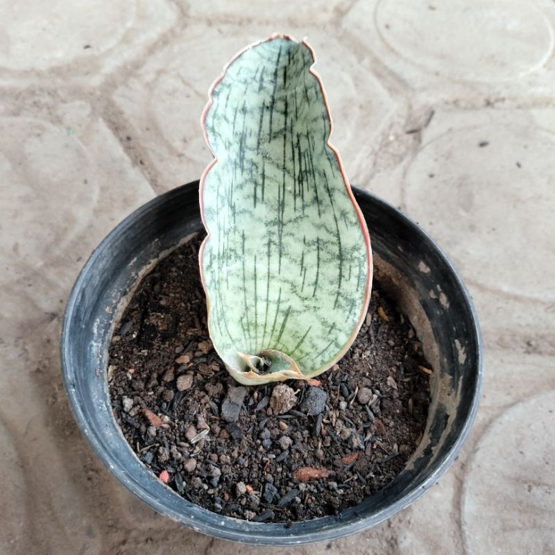 Sansevieria Silver Blue