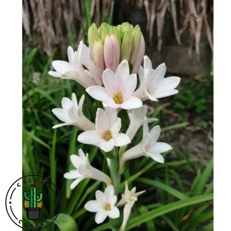 Tanaman hias sedap malam / bunga sedap malem / Polianthes tuberosa / vegetasi lebah klanceng dan tri