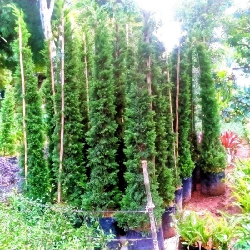tanaman hias cemara lilin tinggi 2 meter pohon cemara lilin 2 meter tanaman cemara lilin