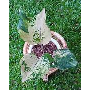 Tanaman Hias Aglaonema / Aglonema Golden Love