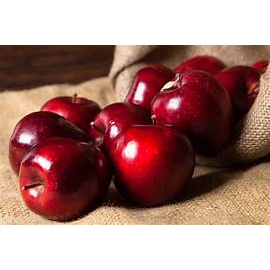 BIBIT APEL FUJI CANGKOK SUPER (CEPAT BERBUAH) BISA DI TARUH POT Indukan sudah berbuah