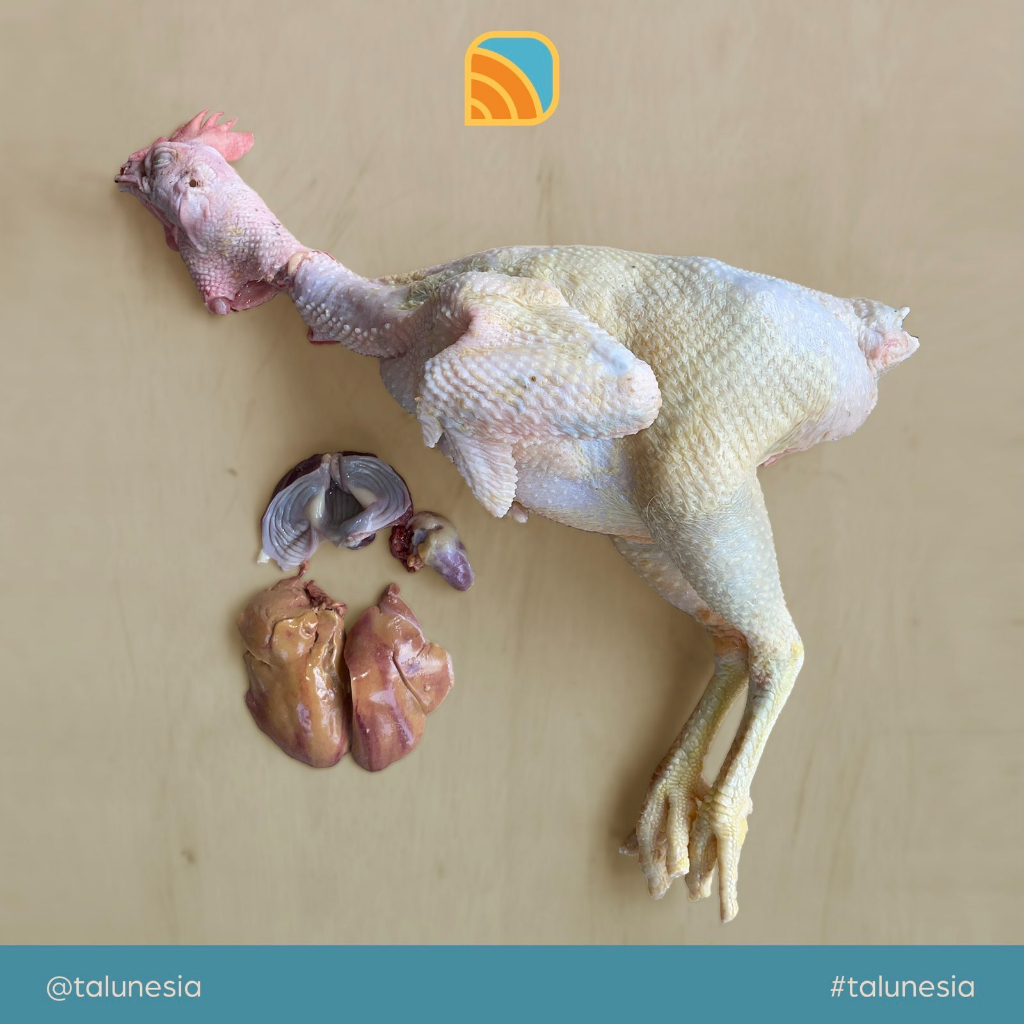 

Karkas ayam merah (ayam petelur) - halal - beku