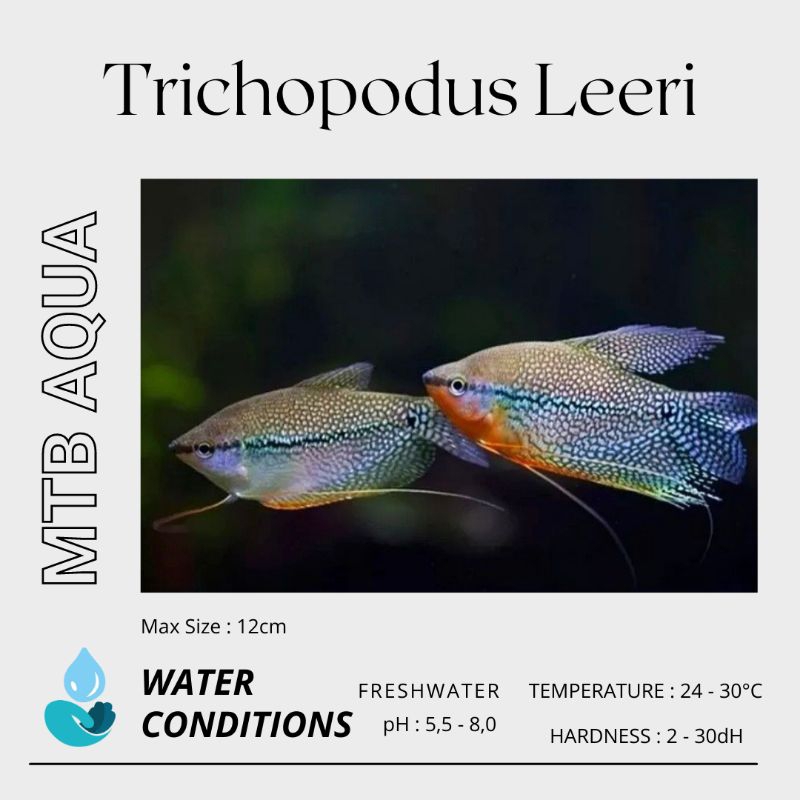 Sepat Mutiara (Trichopodus Leeri)