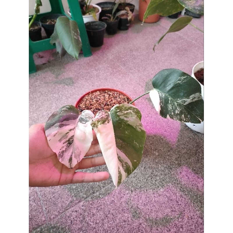 Monstera Varigata Holland Marble