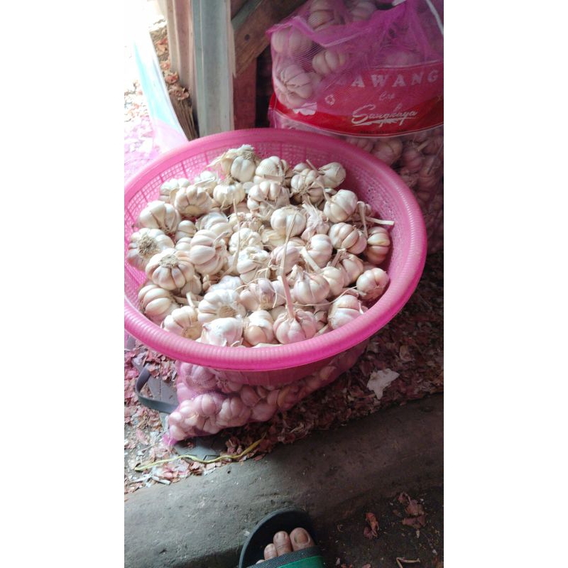 

bawang puting