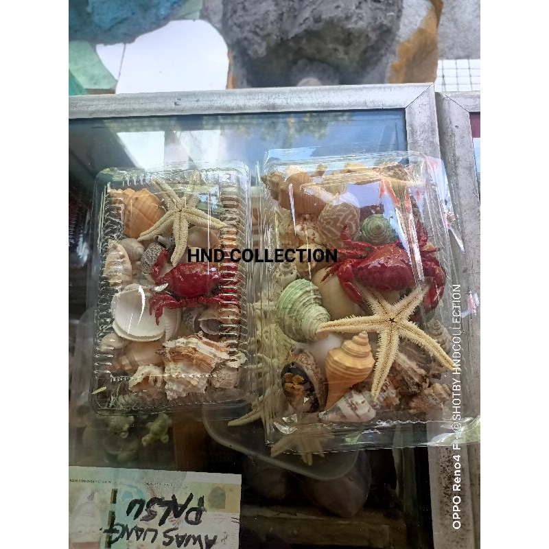 segala macam kulit kerang untuk hias meja dll.