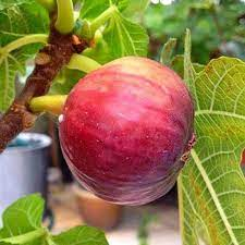 bibit buah tin merah jumbo