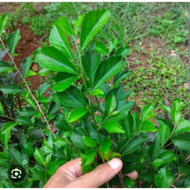 

Daun teh tehan segar