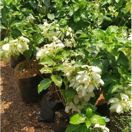 tanaman bunga nusa indah besar sudah berbunga