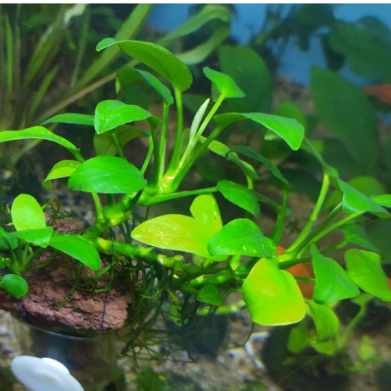 Anubias Nana mp