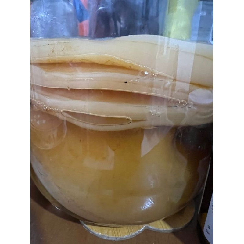 

scoby - fermentasi komboocha
